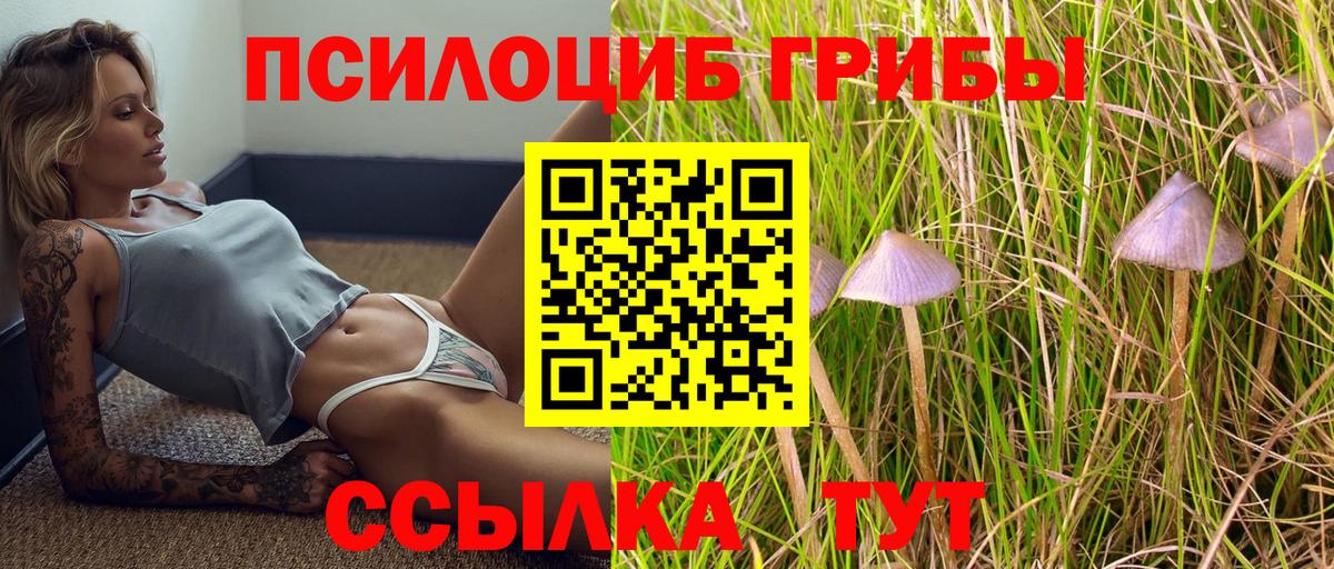 как найти наркотики  Псилоцибиновые грибы Psilocybine cubensis  Вход с VPN  Людиново 